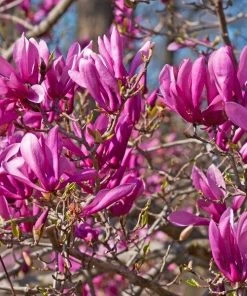 Garden Goods Direct Ann Magnolia