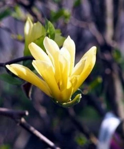 Garden Goods Direct Trees Magnolia Butterflies