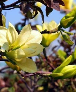 Garden Goods Direct Trees Magnolia Butterflies