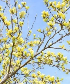 Garden Goods Direct Trees Magnolia Butterflies