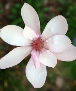 Garden Goods Direct Trees Jane Magnolia 7 Garden Goods Direct Trees Jane Magnolia