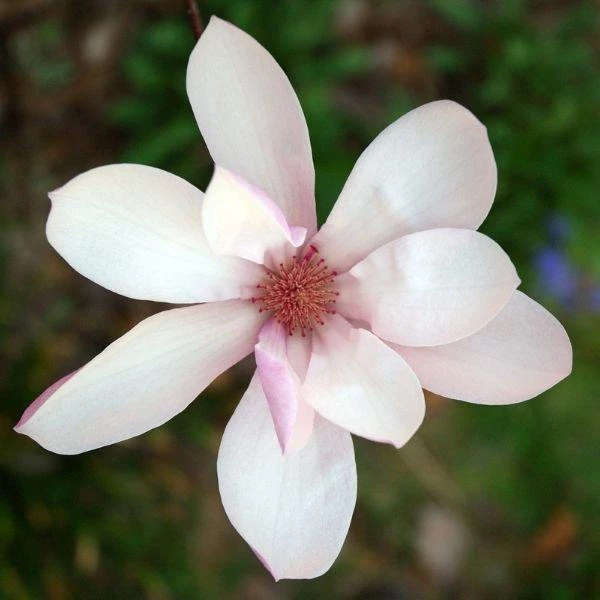 Garden Goods Direct Trees Jane Magnolia 4 Garden Goods Direct Trees Jane Magnolia