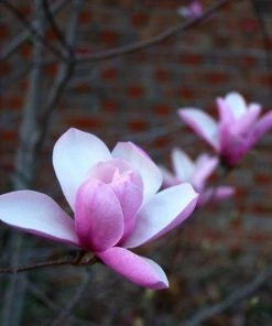 Garden Goods Direct Trees Jane Magnolia