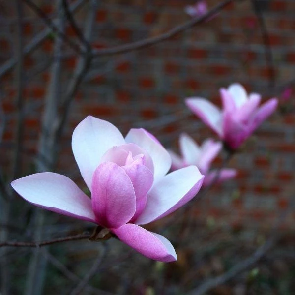 Garden Goods Direct Trees Jane Magnolia 2 Garden Goods Direct Trees Jane Magnolia