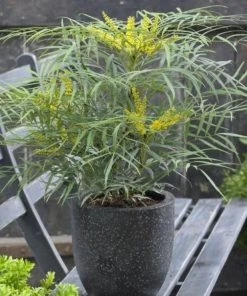 Garden Goods Direct Shrubs Soft Caress Mahonia 6 Garden Goods Direct Shrubs Soft Caress Mahonia