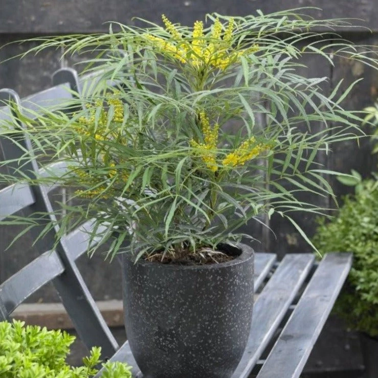 Garden Goods Direct Shrubs Soft Caress Mahonia 3 Garden Goods Direct Shrubs Soft Caress Mahonia