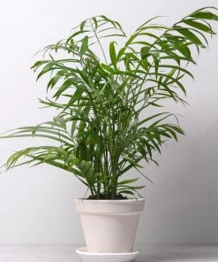 Garden Goods Direct Majesty Palm House Plants