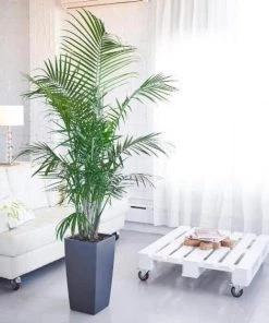 Garden Goods Direct Majesty Palm House Plants