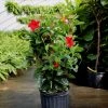 Garden Goods Direct Red Mandevilla House Plants