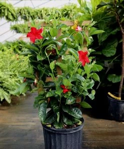 Garden Goods Direct Red Mandevilla House Plants