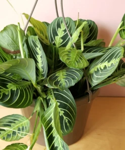Garden Goods Direct House Plants Lemon Lime Maranta