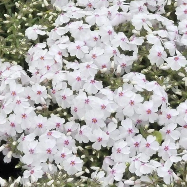 Garden Goods Direct Phlox Subulata Amazing Grace Perennials 2 Garden Goods Direct Phlox Subulata Amazing Grace Perennials