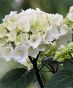 Garden Goods Direct Shrubs Onyx Zebra Hydrangea 6 Garden Goods Direct Shrubs Onyx Zebra Hydrangea