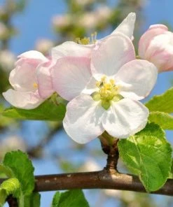 Garden Goods Direct McIntosh Apple Tree Trees 6 Garden Goods Direct McIntosh Apple Tree Trees