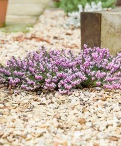 Garden Goods Direct Mediterranean Pink Heather