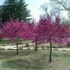 Garden Goods Direct Merlot Redbud