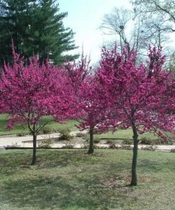 Garden Goods Direct Merlot Redbud