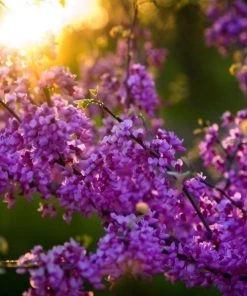 Garden Goods Direct Merlot Redbud