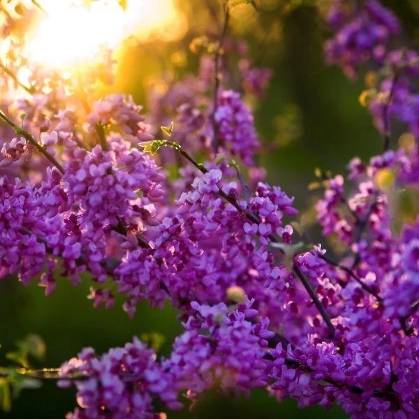 Garden Goods Direct Merlot Redbud 2 Garden Goods Direct Merlot Redbud