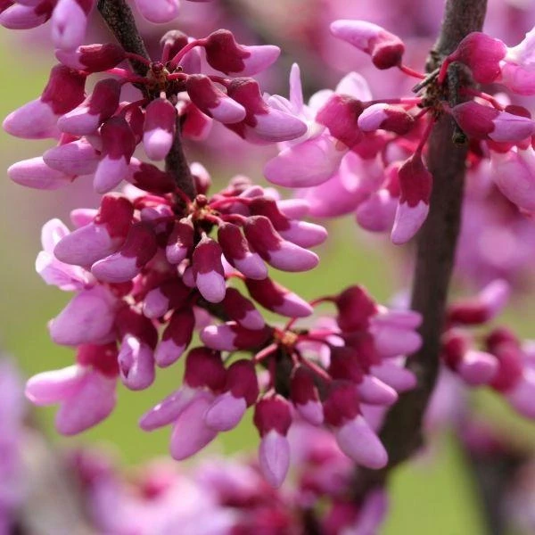 Garden Goods Direct Merlot Redbud 4 Garden Goods Direct Merlot Redbud