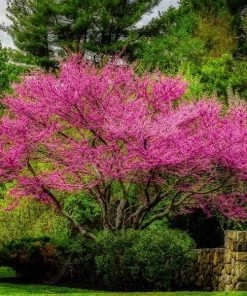 Garden Goods Direct Merlot Redbud 6 Garden Goods Direct Merlot Redbud