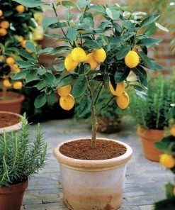 Garden Goods Direct Citrus Meyer Lemon Tree