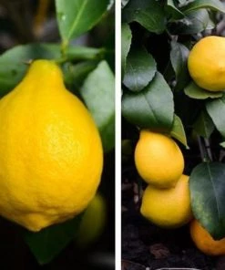 Garden Goods Direct Citrus Meyer Lemon Tree