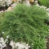 Garden Goods Direct Russian Cypress