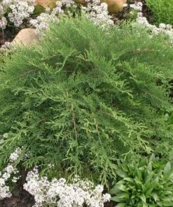 Garden Goods Direct Russian Cypress