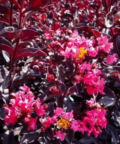 Garden Goods Direct First Editions® Midnight Magic™ Crape Myrtle