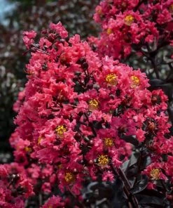 Garden Goods Direct First Editions® Midnight Magic™ Crape Myrtle
