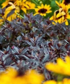 Garden Goods Direct Proven Winners® Color Choice® Midnight Wine® Weigela Shrubs