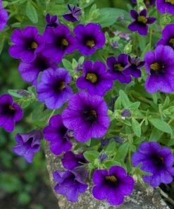 Garden Goods Direct Annuals Calibrachoa Dark Blue