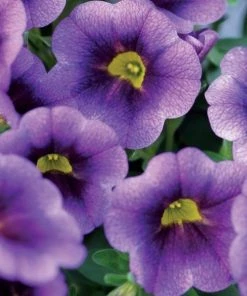 Garden Goods Direct Annuals Calibrachoa Dark Blue