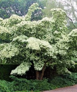 Garden Goods Direct Milky Way Kousa Dogwood
