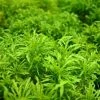 Garden Goods Direct Ming Aralia