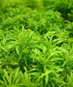 Garden Goods Direct Ming Aralia