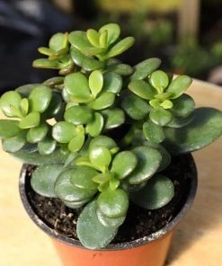 Garden Goods Direct Mini Leaf Jade Plants