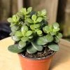 Garden Goods Direct Mini Leaf Jade Plants