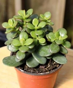 Garden Goods Direct Mini Leaf Jade Plants