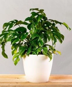 Garden Goods Direct Rhaphidophora Tetrasperma