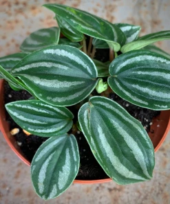 Garden Goods Direct House Plants Peperomia Mini-Watermelon