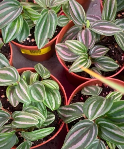 Garden Goods Direct House Plants Peperomia Mini-Watermelon