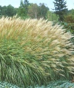 Garden Goods Direct Miscanthus Adagio