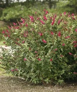 Garden Goods Direct Shrubs Miss Molly Butterfly Bush