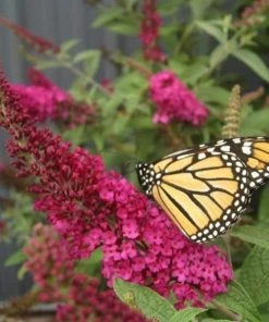 Garden Goods Direct Shrubs Miss Molly Butterfly Bush