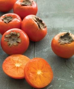 Garden Goods Direct Trees American Persimmon Tree