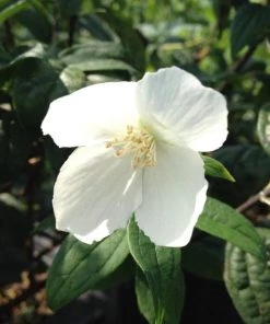 Garden Goods Direct Mock Orange Snowbelle 7 Garden Goods Direct Mock Orange Snowbelle