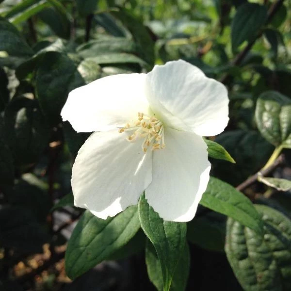 Garden Goods Direct Mock Orange Snowbelle 4 Garden Goods Direct Mock Orange Snowbelle