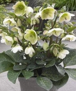 Garden Goods Direct Perennials Helleborus Frostkiss® Molly's White